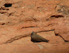 Petrophassa albipennis