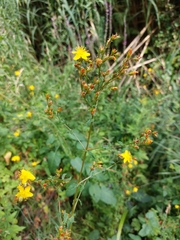 Hypericum undulatum
