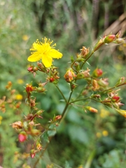 Hypericum undulatum