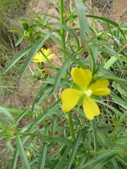 Ludwigia adscendens diffusa