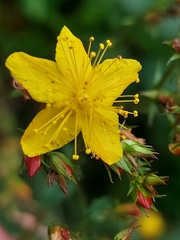 Hypericum undulatum