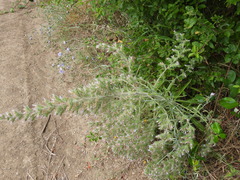 Echium italicum