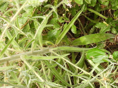 Echium italicum