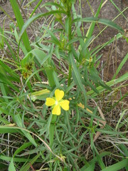 Ludwigia adscendens diffusa