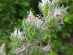 Echium italicum