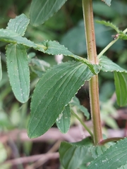 Hypericum undulatum