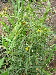 Ludwigia adscendens diffusa