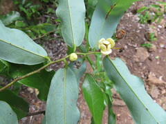 Monanthotaxis caffra