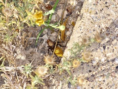 Dasymutilla calorata