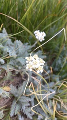 Achillea nana