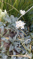 Achillea nana