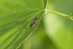 Ectemnius stirpicola