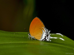 Eooxylides tharis distanti