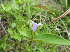 Ruellia malacophylla
