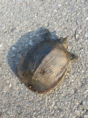 Amyda cartilaginea