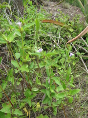 Ruellia malacophylla