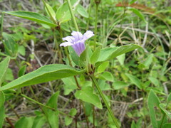 Ruellia malacophylla