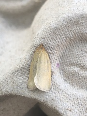 Zelotherses paleana