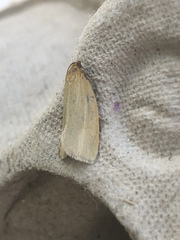 Zelotherses paleana