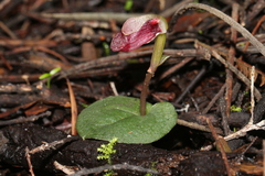 Corybas rotundifolius