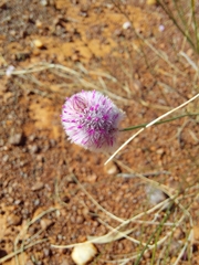 Ptilotus schwartzii
