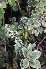 Coleus forsteri
