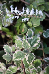 Coleus forsteri