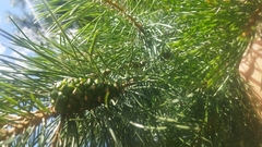 Pinus sylvestris