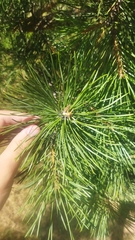 Pinus sylvestris