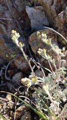 Artemisia umbelliformis
