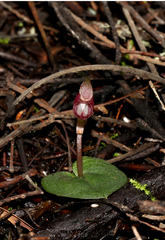 Corybas rotundifolius