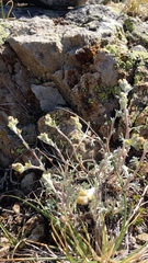 Artemisia umbelliformis