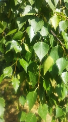Betula pendula