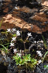 Micranthes stellaris