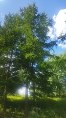 Larix decidua