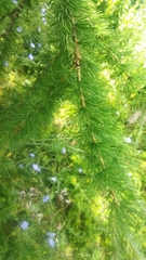 Larix decidua