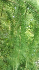 Larix decidua