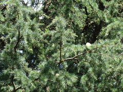 Pseudotsuga wilsoniana