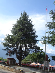 Pseudotsuga wilsoniana