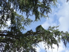 Pseudotsuga wilsoniana