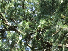 Pseudotsuga wilsoniana