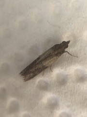 Plodia interpunctella