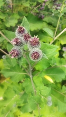Arctium tomentosum