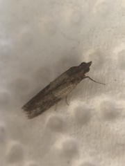 Plodia interpunctella