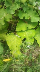 Arctium tomentosum