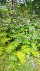 Arctium tomentosum