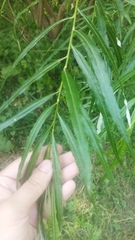 Salix viminalis