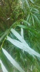 Salix viminalis
