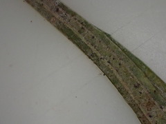 Podosphaera plantaginis