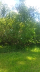 Salix viminalis